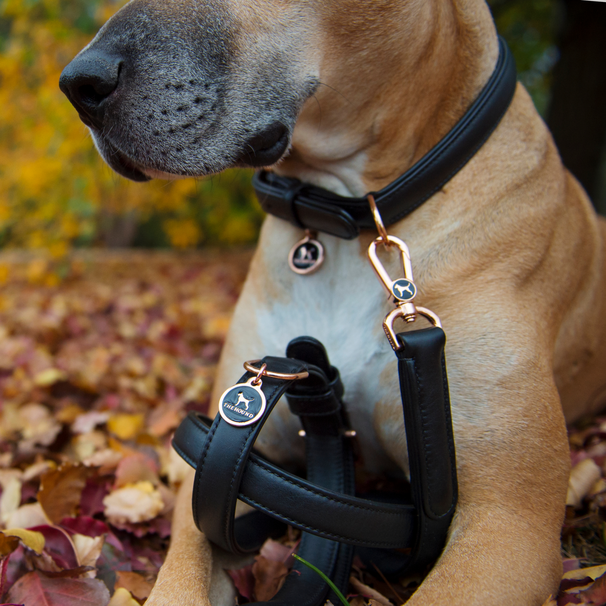 Classic Collar Black Nappa Leather with Polished Rose Gold
